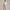 RLX Featherweight Cypress Shorts Pindot Lovely Lilac