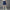 Twistknit Pleated Shorts Night Indigo