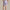 RLX Featherweight Cypress Shorts Pindot Lovely Lilac