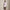 Womens RLX 15-Inch Aim Stretch Skirt Ceramic White