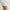 Womens Rita Skort White Cream
