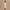 Womens Alder High Rise 5.5 Inch Shorts Ivory Marl