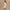 Womens Alder High Rise 5.5 Inch Shorts Ivory Marl