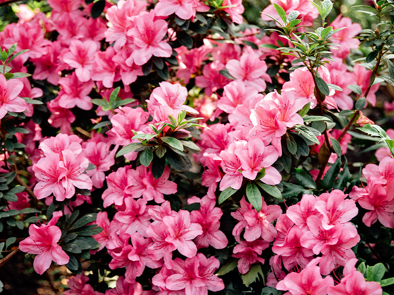 This Week at Augusta | Stop and Smell the Azaleas