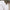 Polo Prepster Slim Tapered Linen Pants White