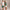 Legacy Skirt Pritchard Green
