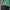 Rolling Links Skate Polo Bold Green