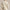 Shawl Cardigan Andover Cream Combo