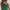 Chrissie SL Polo Field Green/White
