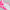 Camo Sole MG4+ Golf Shoes Snow/Knockout Pink