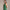 Womens Marina Dress Pritchard Green