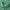 Albatross Polo Forest Green