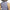 Heathered Essentials Mock Collegiate Navy/White