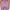 Womens Alpha Pants Very Grape