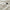NeSmith Nylon Down Jacket White