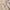 Womens Beach Craze Polo Heather Brazilian Sand