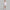 Womens Silky Tech Nylon Raglan Pullover Blush