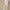 Womens Tulip Lounge Pants Cream Debossed Crane