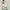 Coolspun Cotton Crewneck White