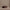 Womens Lasson Belt Bag Coffee Bean