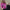 JAY3LLE Sweater Screaming Pink