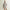 Womens Fait Tout Hooded Jacket Vest Cobblestone