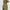 Womens Adeline Sweatpants Olivine