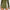 Womens Baseline Skirt Olivine