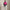 RLX Tailored Fit Val Tour Pique Polo Regatta Pink/Navy/White