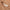 Excursionist Flex Popover Hoodie Camel