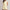 Womens DreamGlow Shorts Lemon Mist