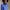 RLX Quilted Full Zip Jacket Resort Blue