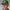 Jordan Pro Structured Dri-FIT Flat-Brim Golf Hat Forest Green/Sail