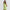 RLX Womens Poly Interlock Polo Light Lime