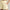 Womens DreamGlow Shorts Lemon Mist