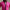 RLX Full Zip Binding Mid Layer Regatta Pink/Refined Navy