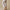 Womens Tulip Lounge Pants Cream Debossed Crane