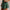 Legacy Skirt Pritchard Green