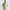 RLX Womens Full Zip Quilted Hybrid Vest Light Lime
